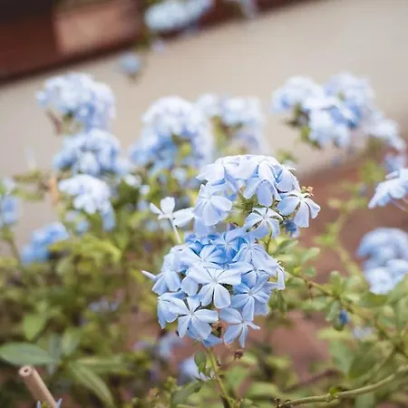 Albinelli's - 10m From Mercato Albinelli *